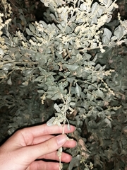 Atriplex