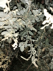 Atriplex