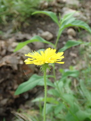 Picris hieracioides hieracioides