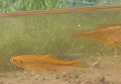 Lernaea