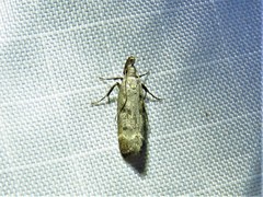 Dichomeris inversella