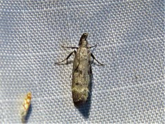 Dichomeris inversella