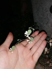 Silene vulgaris