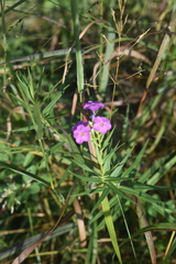 Phlox glaberrima interior