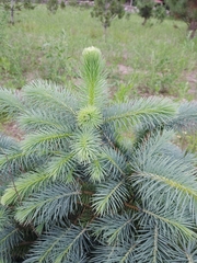 Picea chihuahuana