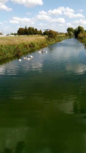 Cygne tuberculé, jeune