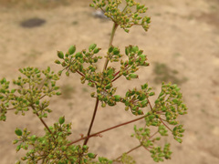 Peucedanum alsaticum