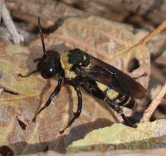 Triepeolus concavus