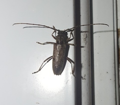 Parelaphidion aspersum