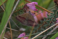 Phytometra viridaria