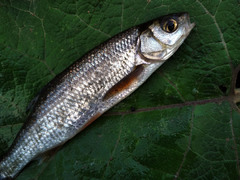 Leuciscus baicalensis