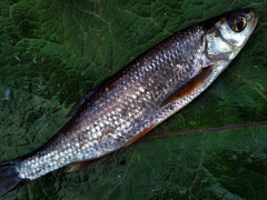 Leuciscus baicalensis