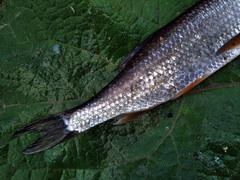 Leuciscus baicalensis