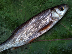 Leuciscus baicalensis