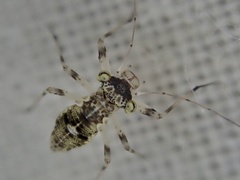 Mesopsocidae