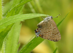 Satyrium caryaevorus