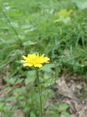 Picris hieracioides hieracioides