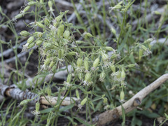Silene lemmonii