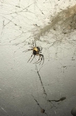 Nephilingis cruentata