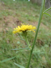 Picris hieracioides hieracioides