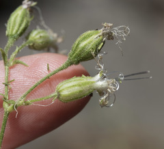 Silene lemmonii