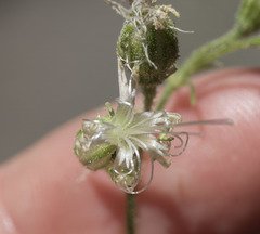 Silene lemmonii