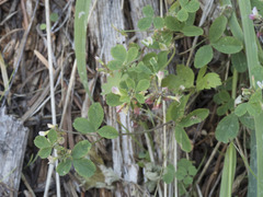 Trifolium breweri