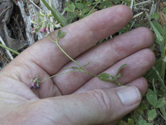 Trifolium breweri
