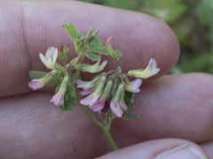 Trifolium breweri