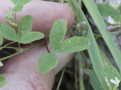 Trifolium breweri