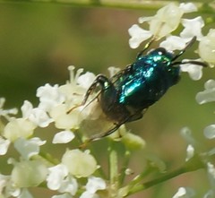 Perilampidae