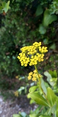 Isatis tinctoria