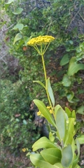 Isatis tinctoria
