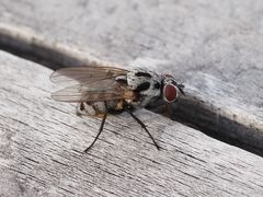 Anthomyia pluvialis