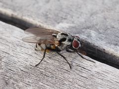 Anthomyia pluvialis