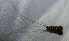 Macrostemum carolina