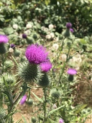 Cirsium vulgare