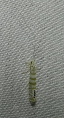 Nectopsyche exquisita