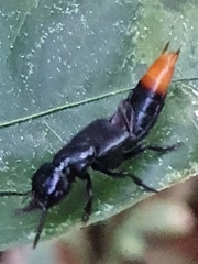 Xanthopygus pexus