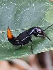 Xanthopygus pexus