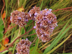 Limonium tomentellum