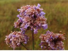 Limonium tomentellum