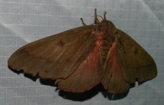 Citheronia sepulcralis