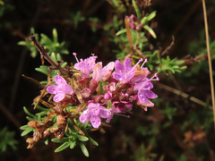 Thymus pallasianus