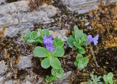 Primula marginata