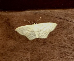 Scopula inductata