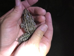 Lithobates sphenocephalus