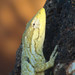 Monkey Lizards - Photo (c) Luciano Leone, some rights reserved (CC BY-NC)