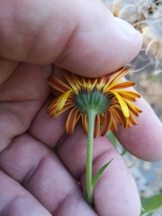 Calenduleae
