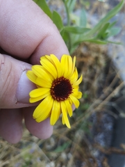 Calenduleae